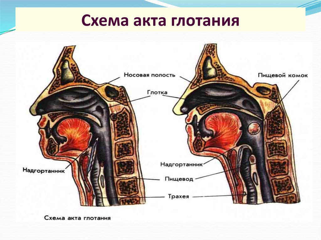 Передняя сторона. Носовая и ротовая полость. Носовая часть глотки сообщается с полостью носа через. Полость глотки сообщается с полостью:.