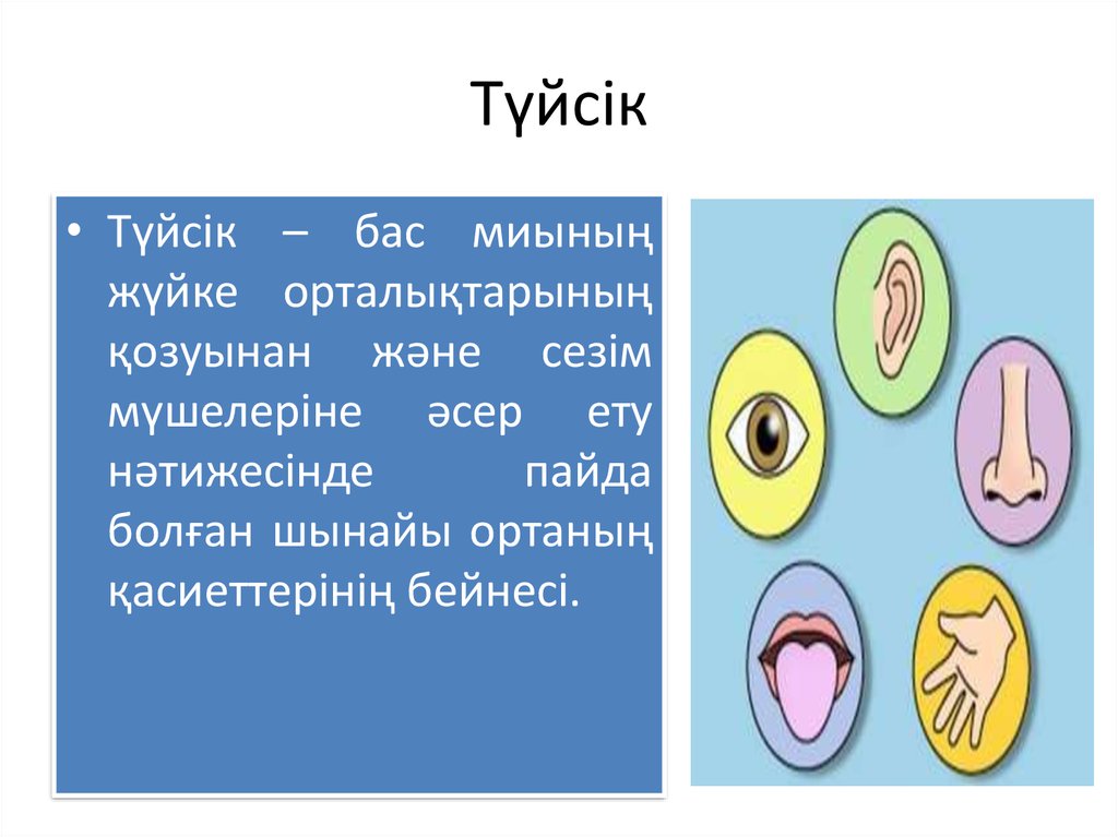 Түйсік және қабылдау презентация