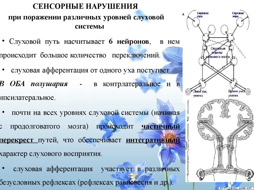 Слуховая сенсорная система презентация