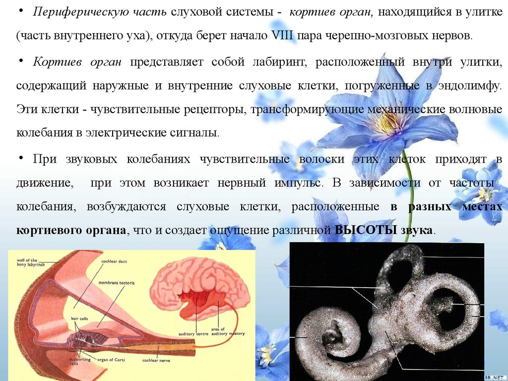 Презентация гностические слуховые расстройства