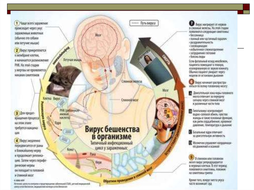 Вирус бешенства клиническая картина