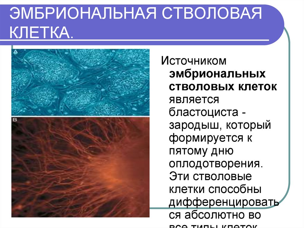 Стволовые клетки презентация