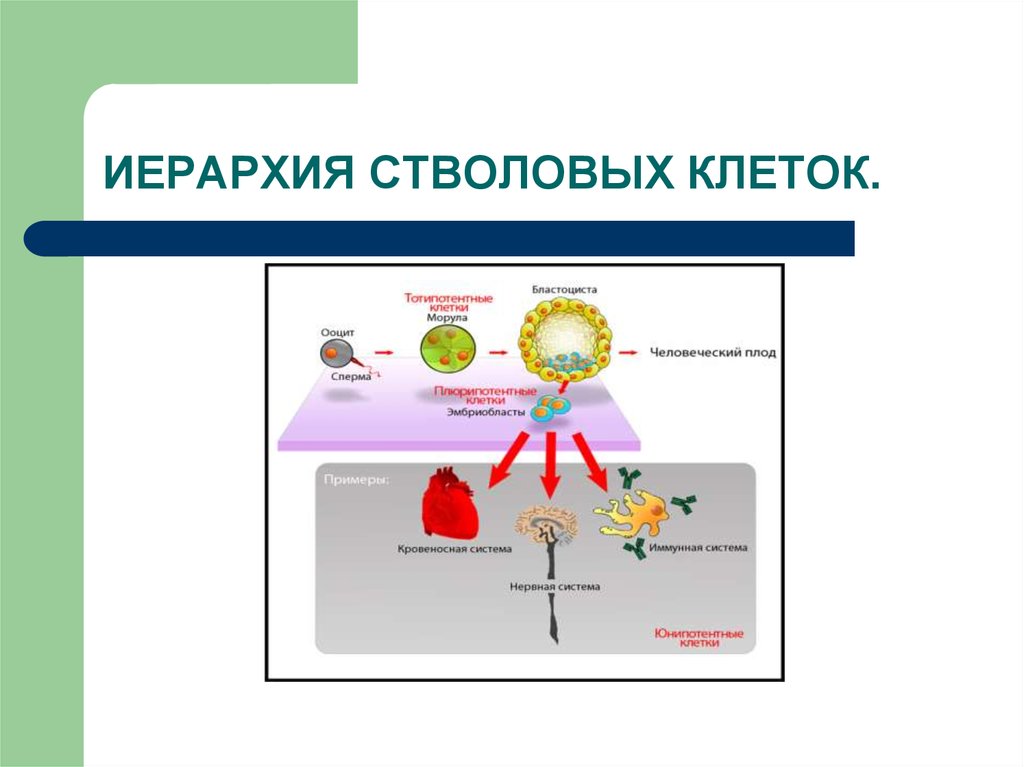 Стволовые клетки презентация