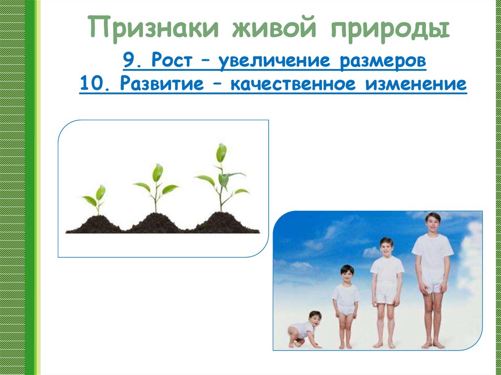 Многообразие живой природы презентация 6 класс