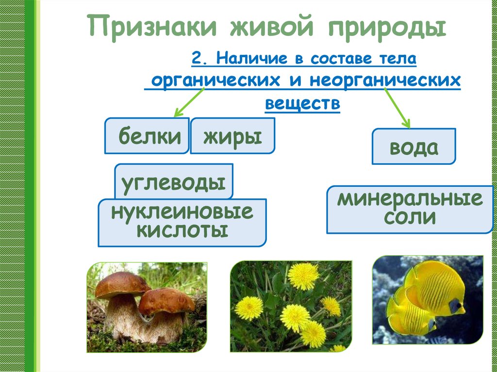 Приведите примеры живой природы