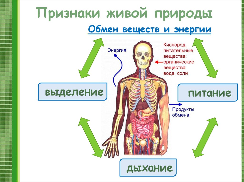 Обмен энергией признаки