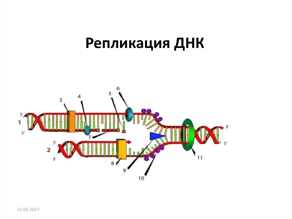 Репликация днк фото