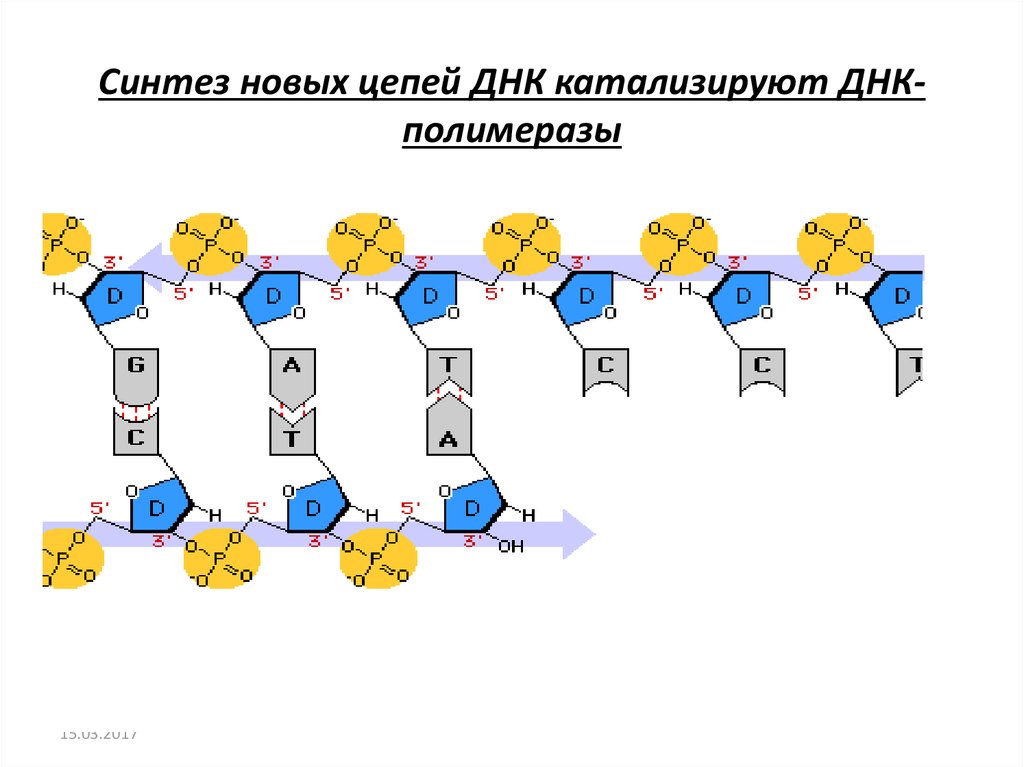 Синтезируют цепи днк. Синтез цепи ДНК. Синтез новой цепи ДНК. Синтезированная цепь ДНК это. Синтез второй цепи ДНК.