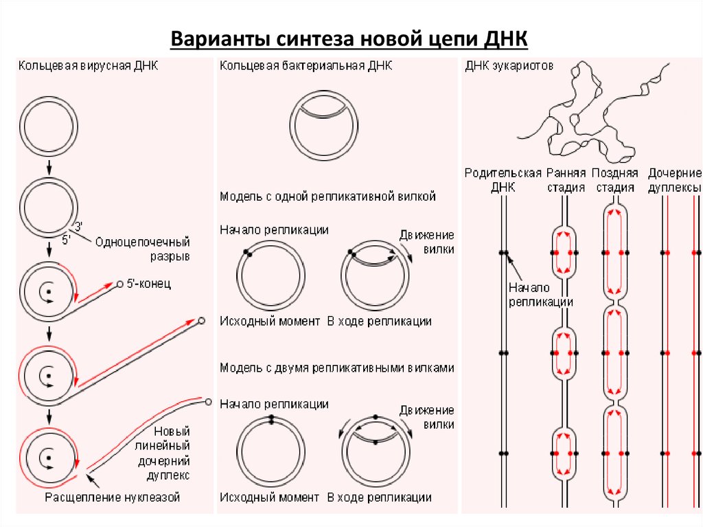 Синтез днк схема