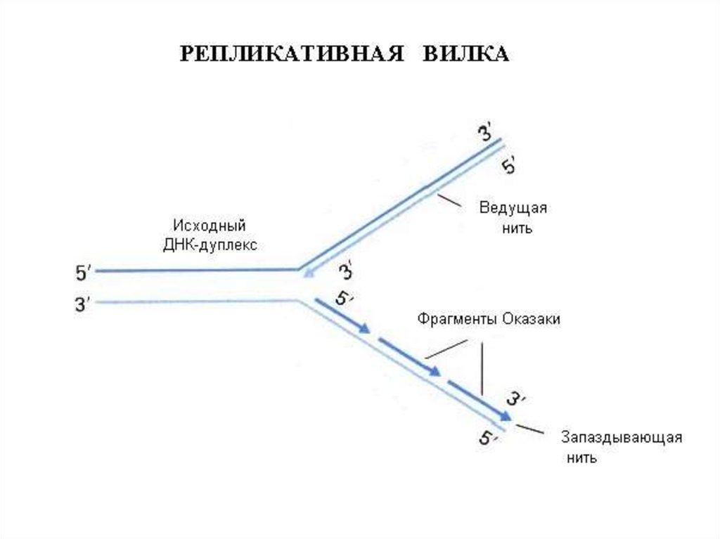 Репликация б. Схема репликационной вилки ДНК. Репликативная вилка ДНК. Направление движения репликативной вилки. Вилка репликации.