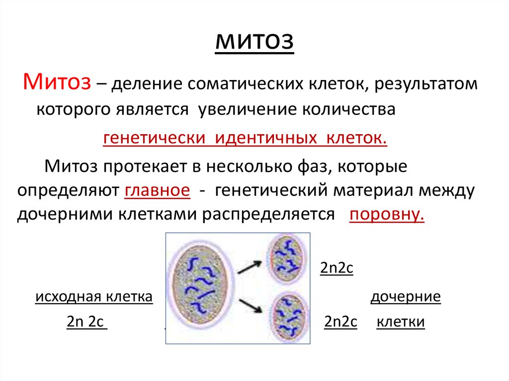Мейоз биологическое значение. Митоз процесс биология 9 класс. Строение клетки фазы митоза. Деление соматических клеток таблица. Процесс деления клетки митозом.
