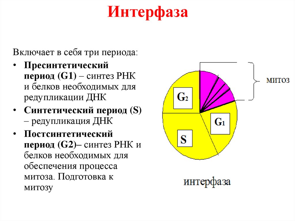 В интерфазе митоза происходит. G1 период интерфазы. Схема стадии интерфазы. Интерфаза 2 процессы. Три периода интерфазы.