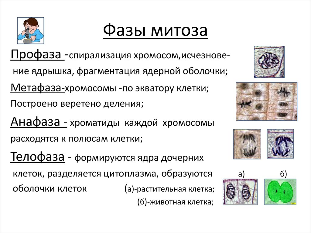 Фазы митоза. Кратко охарактеризуйте фазы митоза. Опишите фазы митоза кратко. Митоз фазы митоза биологическое значение. Фазы митоза. Биологический смысл митоза..