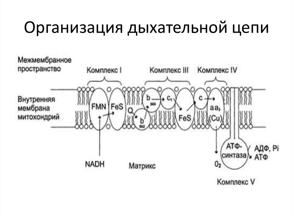 Цепи митохондрий. Структура дыхательной цепи митохондрий цепи переноса электронов. Схема митохондриальной дыхательной цепи. Строение дыхательной цепи митохондрий. Характеристика основных комплексов дыхательной цепи митохондрий.