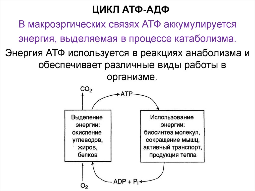 В состав атф входит связь. Характеристика цикла АДФ-АТФ. Схема цикла АТФ АДФ. . Основные пути использования АТФ. Цикл АДФ-АТФ. Цикл АТФ-АДФ роль.
