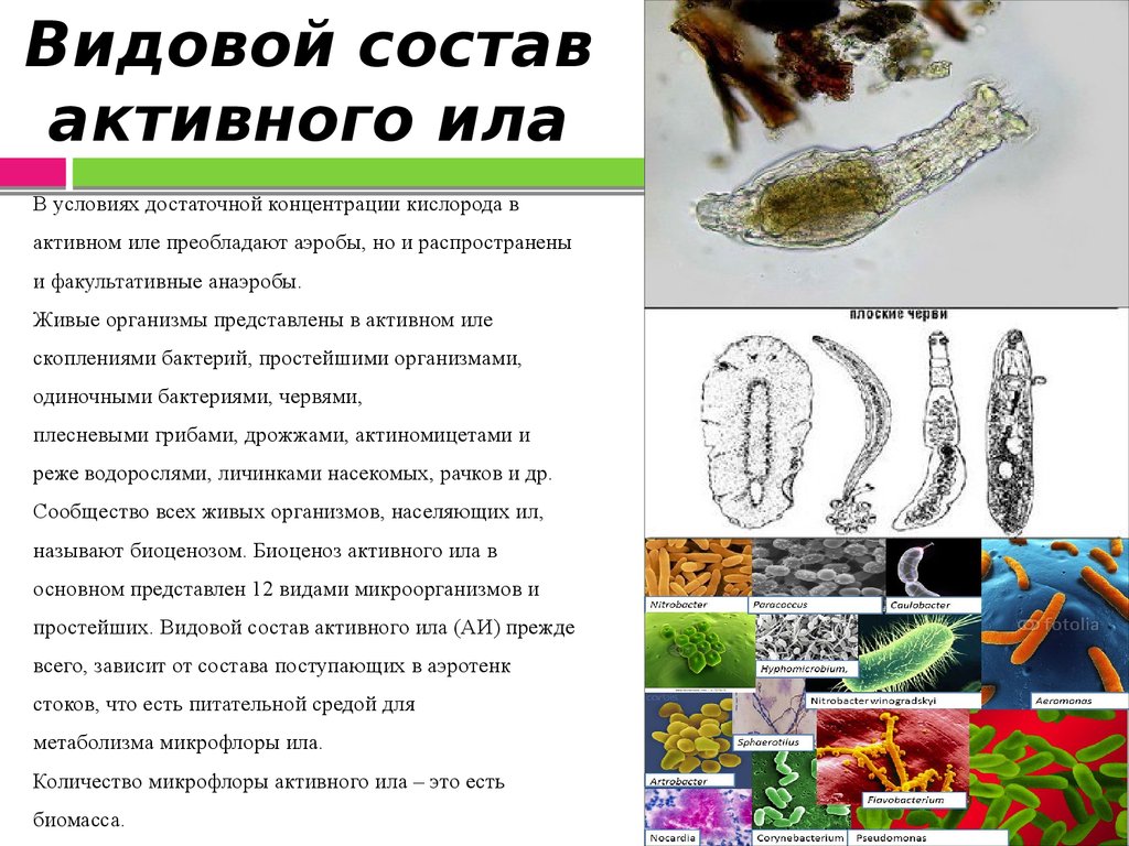 Микроорганизмы в активном иле при биологической очистке с фото