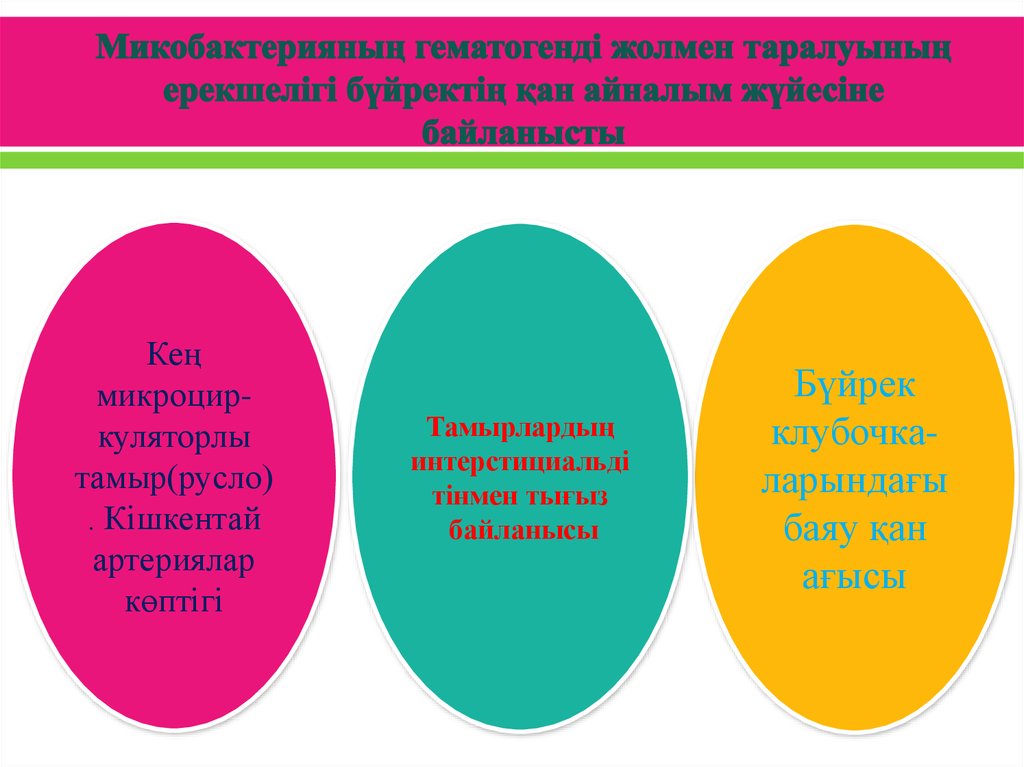 Микобактерияның гематогенді жолмен таралуының ерекшелігі бүйректің қан айналым жүйесіне байланысты