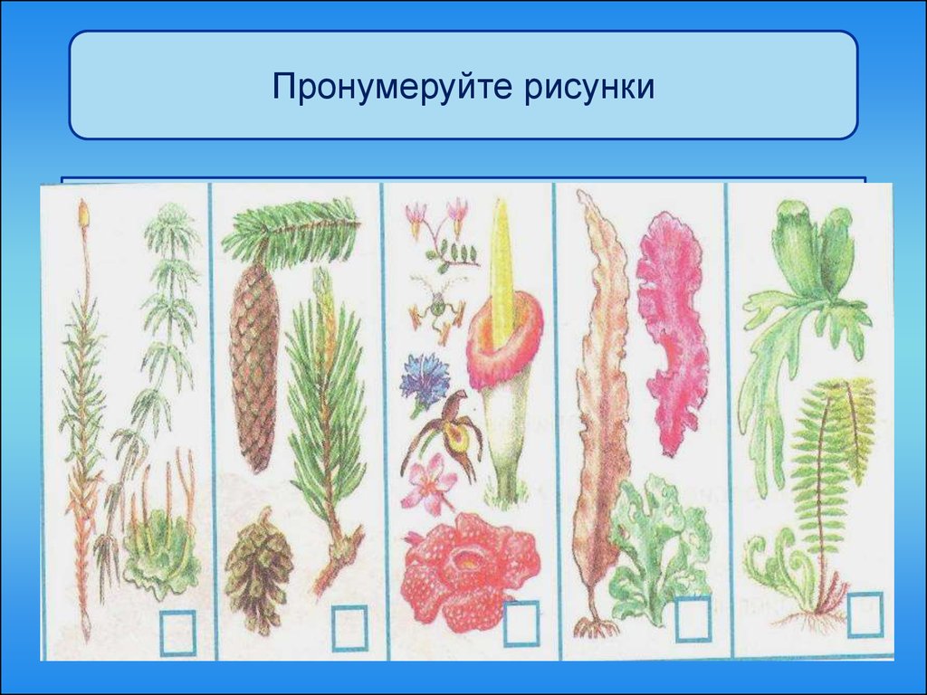 1 шт 3 растительное. Разнообразие растений. Растения 3 класс окружающий мир. Рисунок по теме многообразие растений. Растительный мир классы.