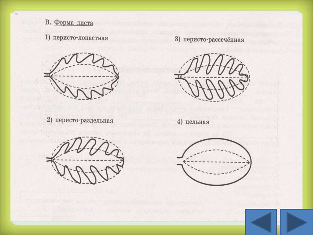 Форма листа. Форма листовой пластинки перисто-лопастная. Перисто лопастная форма листа. Рассеченная форма листовой пластинки. Форма листа береза перисто.