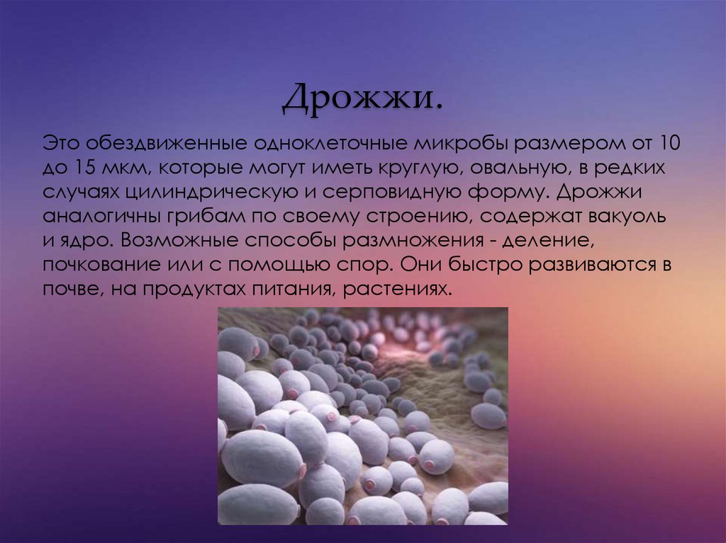 Что такое дрожжи. Дрожжи. Классификация дрожжей. Дрожжи это одноклеточные микроорганизмы. Дрожжи грибы.