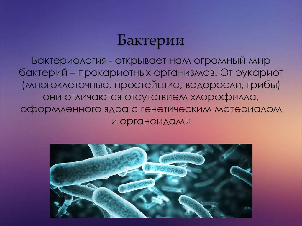 Первичные бактерии