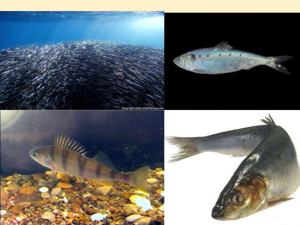 Представители группы рыбы 3. Группы рыб. Экологические группы рыб. Группа рыб фото. Отряд Карпообразные презентация.
