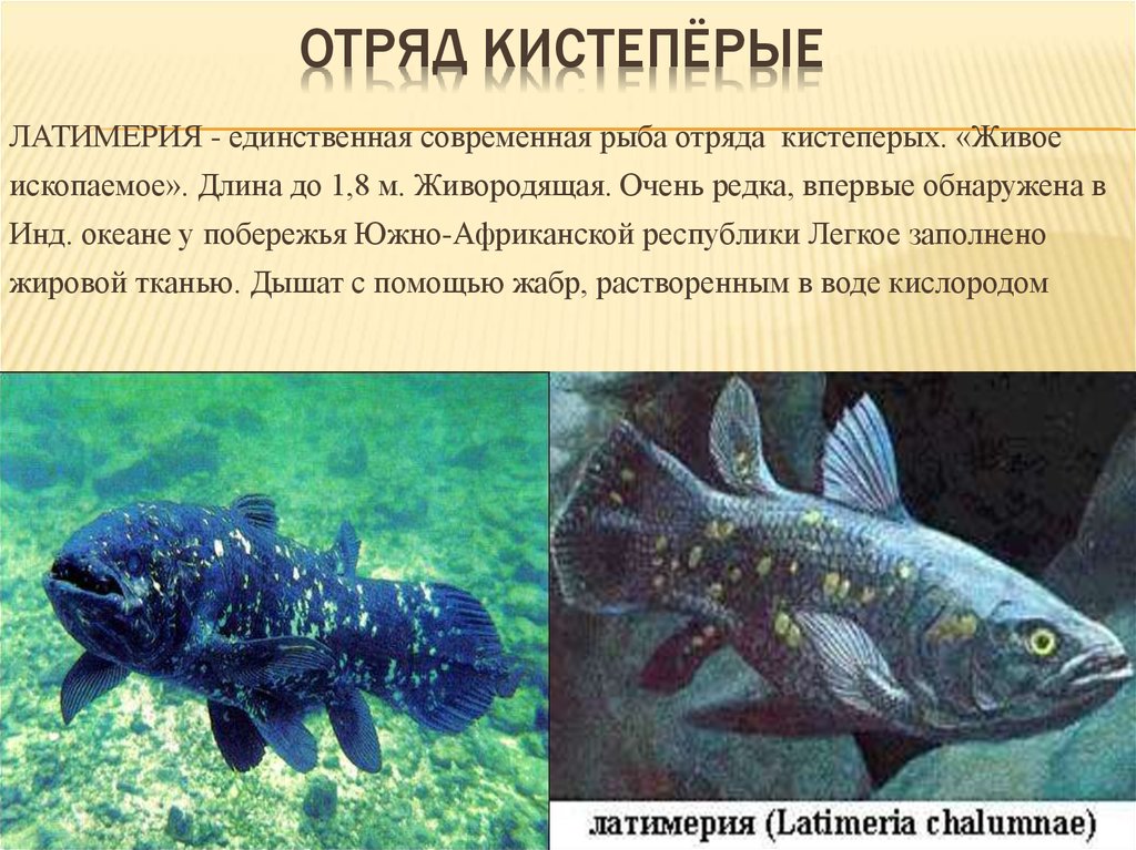 Назовите черты строения древней группы рыб. Кистеперая Латимерия. Кистеперая рыба Латимерия. Латимерия двоякодышащая рыба. Кистепёрые рыба Латимерия Латимерия.