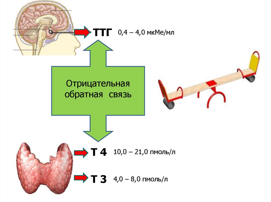 Схема блокируй и замещай при тиреотоксикозе