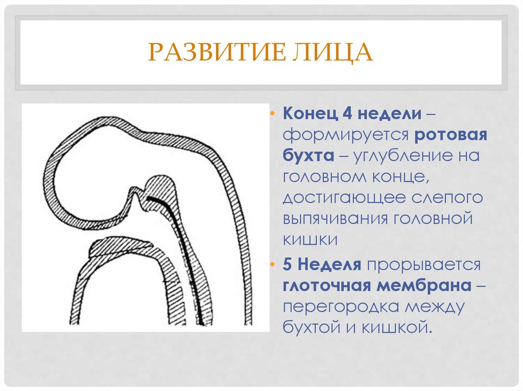 Формирование лица. Ротовая бухта. Формирование ротовой бухты. Ротовая бухта эмбриона.