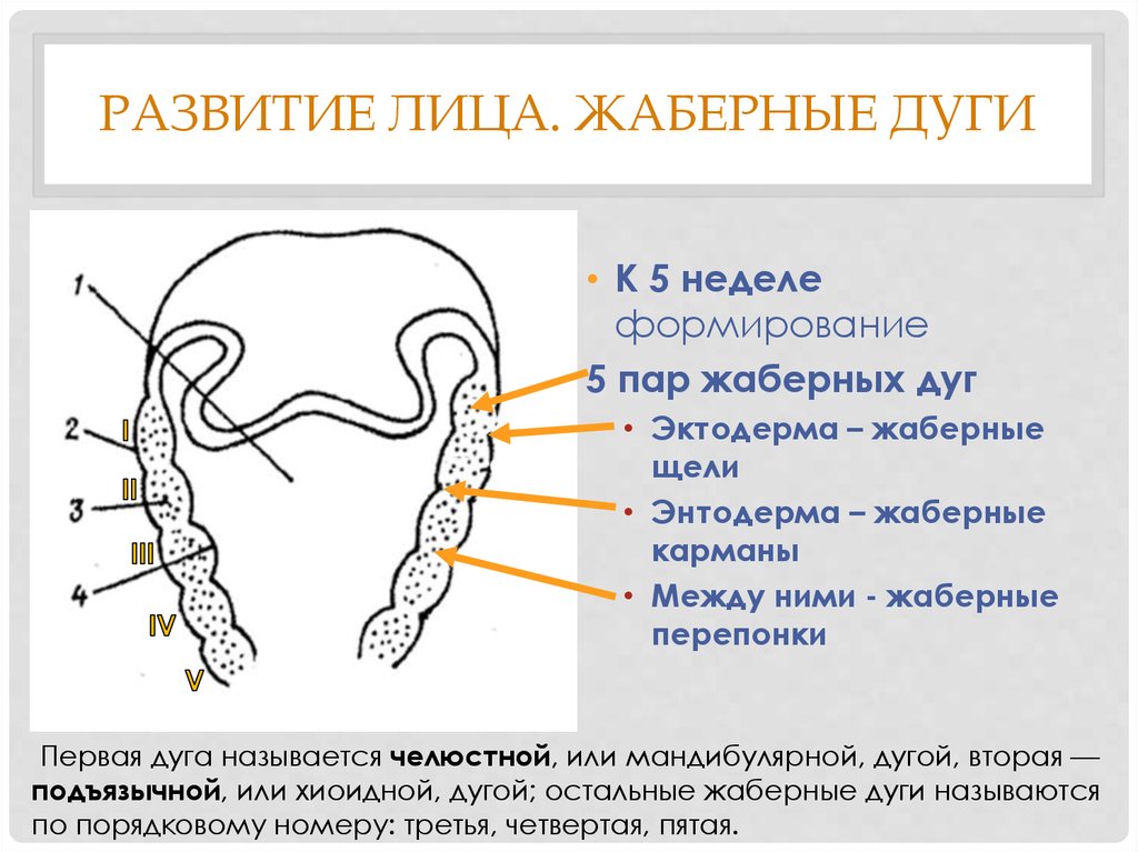 Полость впервые. Жаберный аппарат гистология. Производные жаберного аппарата человека. Эмбриогенез первой жаберной дуги. Жаберные дуги формирование лица в эмбриогенезе.