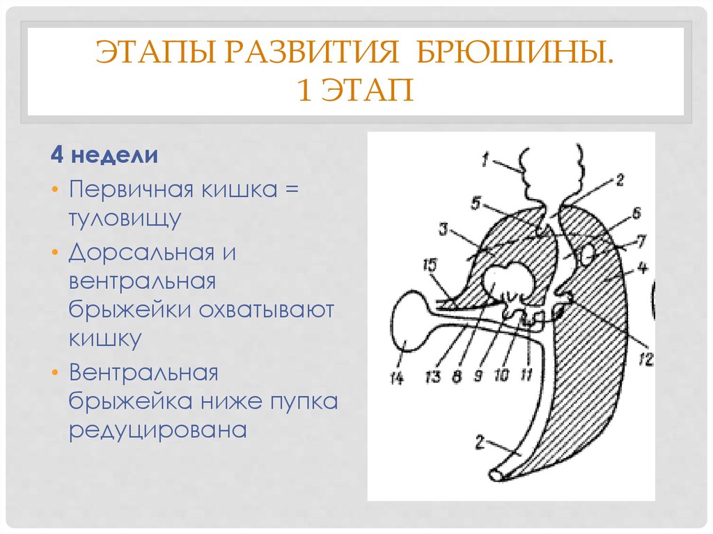 Развитие желудка. Развитие брюшины. Этапы развития брюшины. Онтогенез органов пищеварения. Вентральная и дорсальная брыжейка.