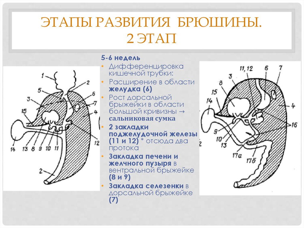 2 стадия развития. Этапы развития брюшины. Эмбриогенез пищеварительной системы человека. Источник развития брюшины. Развитие органов пищеварения в онтогенезе.