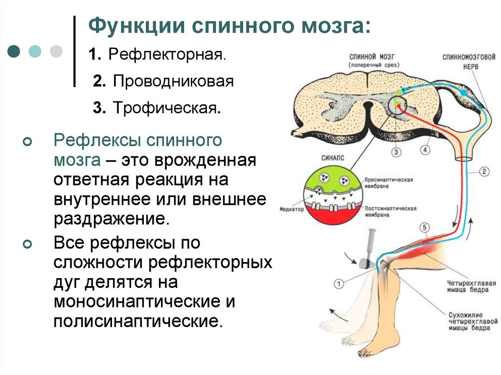 Двигательный центр спинного мозга. Функции нервной системы 1) рефлекторная 2) проводниковая. Строение спинного мозга, рефлекторная.. Рефлекторная функция спинного мозга физиология. Центры рефлекторной функции спинного мозга.