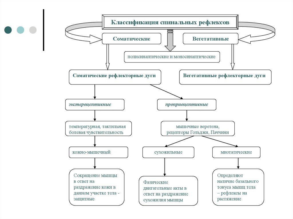 Классификация рефлексов схема