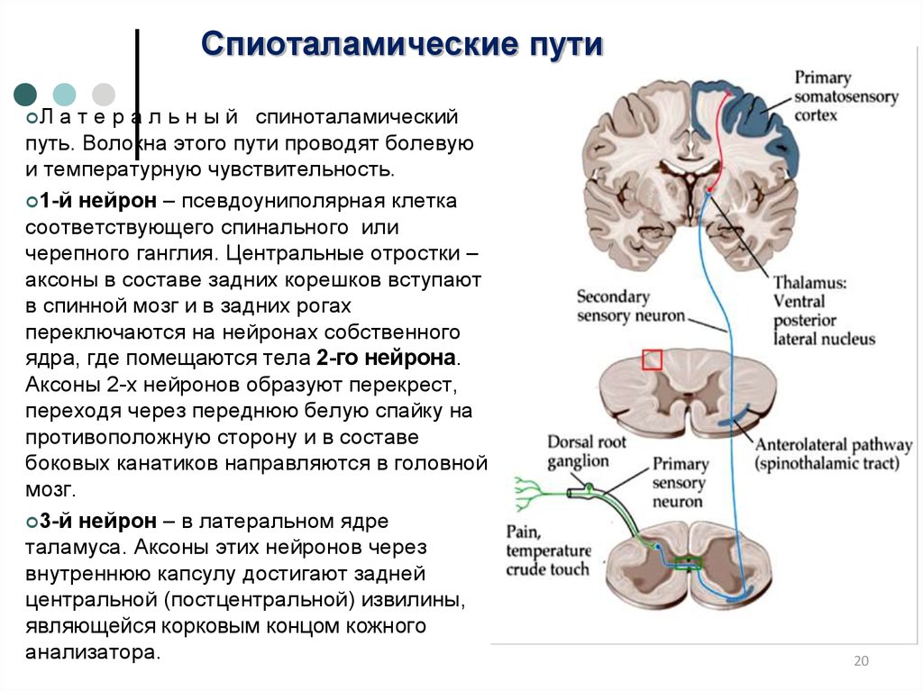 Латеральный спиноталамический путь схема