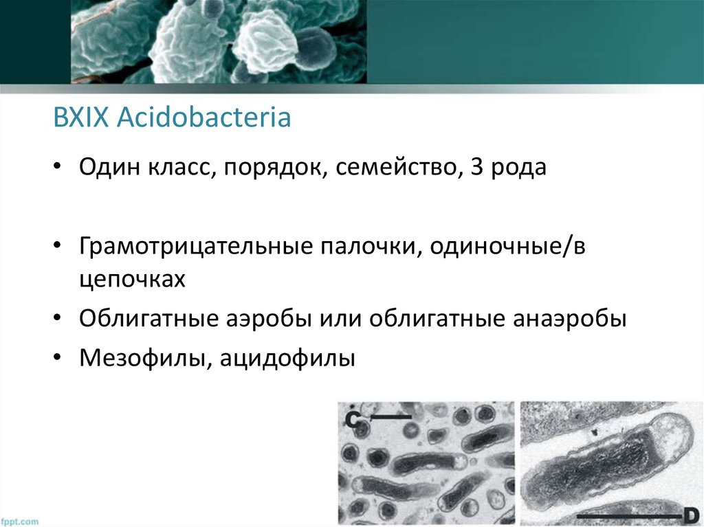 Аэробы. Плесневые грибы аэробы. Ацидофилы бактерии. Облигатные аэробы бактерии. Облигатные анаэробные бактерии.