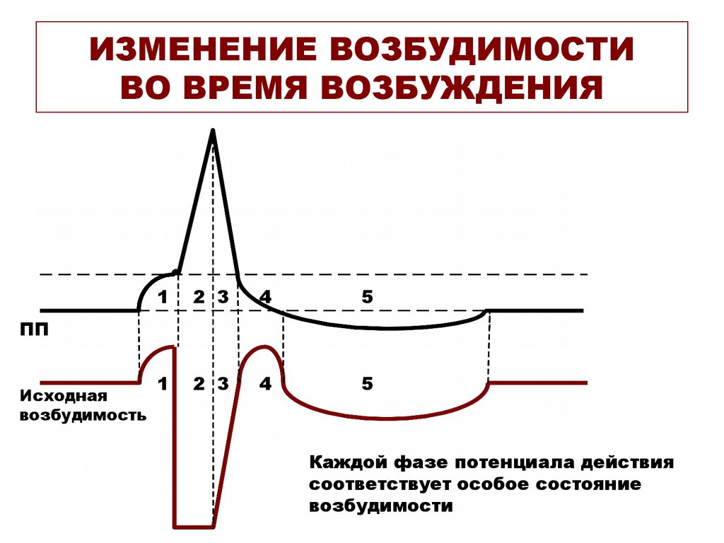 Фазы потенциала действия фазы изменения возбудимости. Соотношение фаз возбудимости с фазами потенциала действия. Фазы изменения возбудимости физиология. Возбудимость это в физиологии. График изменения возбудимости.