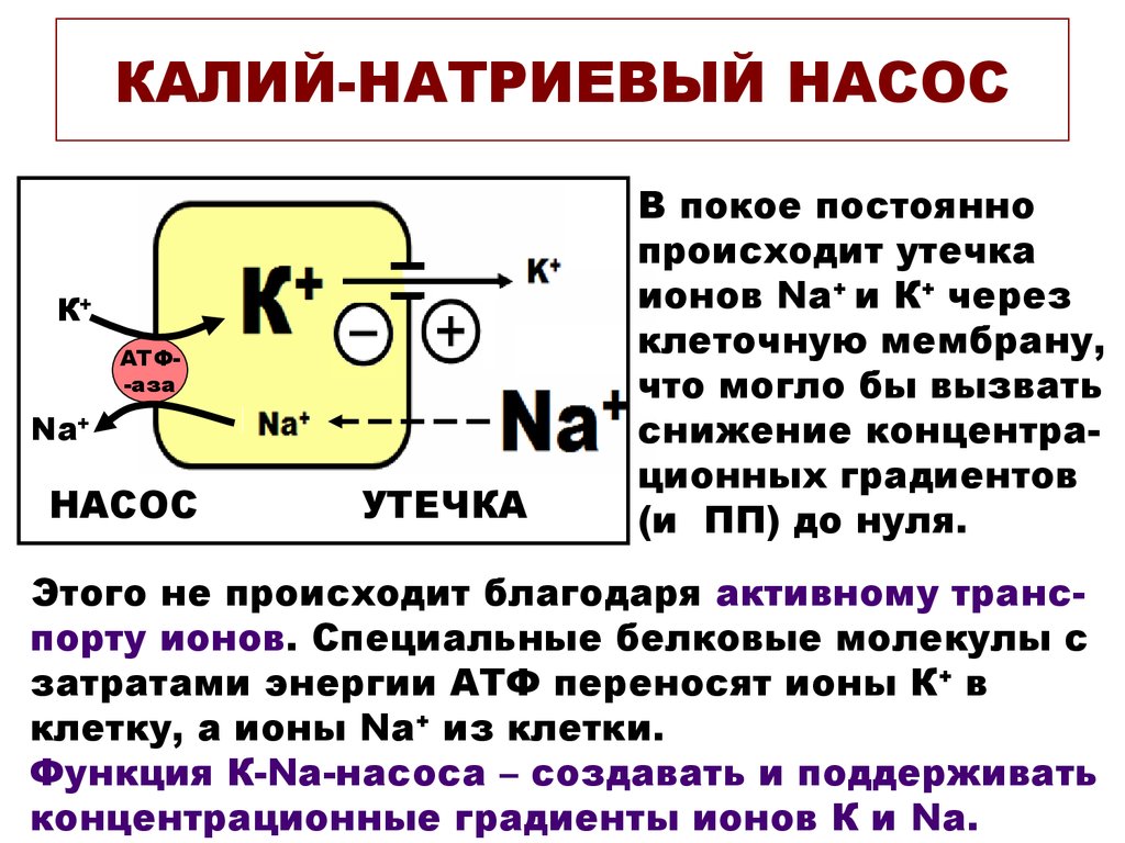 Кальций атф. Калий натриевый насос схема. Калиево-натриевый насос схема. Натрий калиевый насос физиология. Натрий калиевый насос схема.