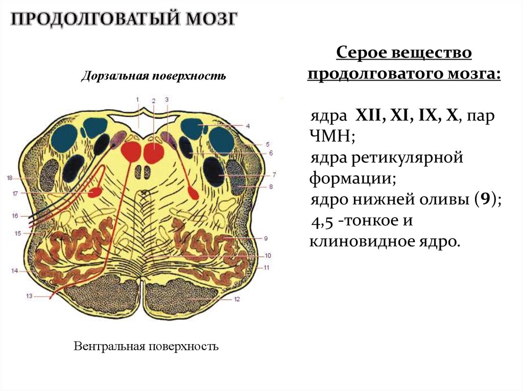 Ядра моста мозга. Ядра серого вещества продолговатого мозга схема. Внутреннее строение продолговатого мозга ядра. Поперечный срез продолговатого мозга ядра. Ядра продолговатого мозга 12 пара.
