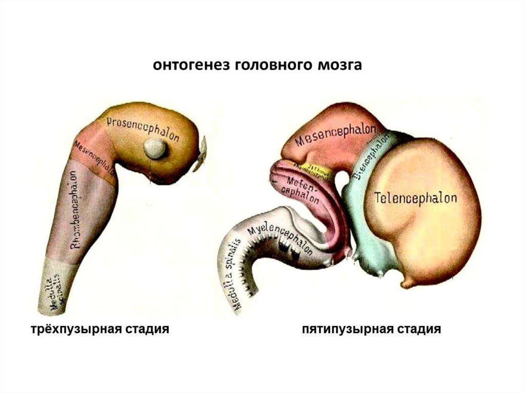 Продолговатый изгиб. Онтогенез нервной системы (3 мозгового пузыря, 5 мозговых пузырей).. Схему стадии пяти мозговых пузырей.. Этапы развития головного мозга анатомия. Стадия трех мозговых пузырей.