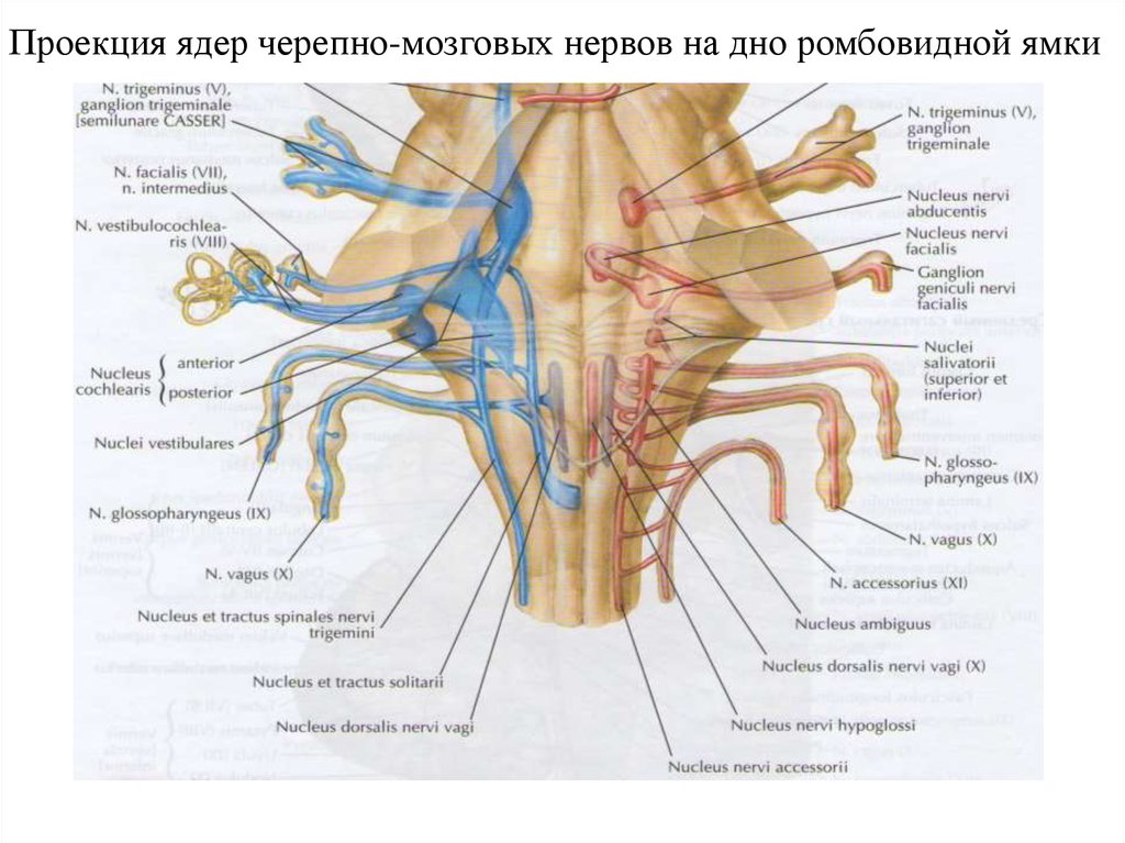 Ядра черепных нервов расположены. Ядра черепно мозговых нервов схема. Ромбовидная ямка ядра черепных нервов схема. Расположение двигательных ядер черепно-мозговых нервов. Ядра 5 пары черепно мозговых нервов.