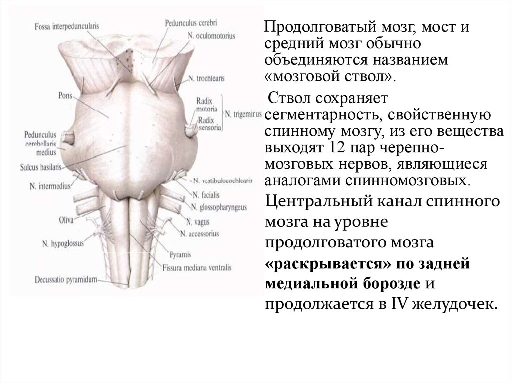 Дорсальная поверхность мозга. Мост анатомия горизонтальная борозда. Задняя боковая борозда продолговатого мозга. Латеральная борозда продолговатого мозга. Продолговатый мозг ядра Гайворонский.