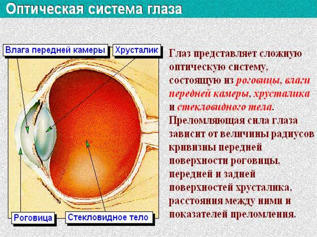 Передняя камера глаза это