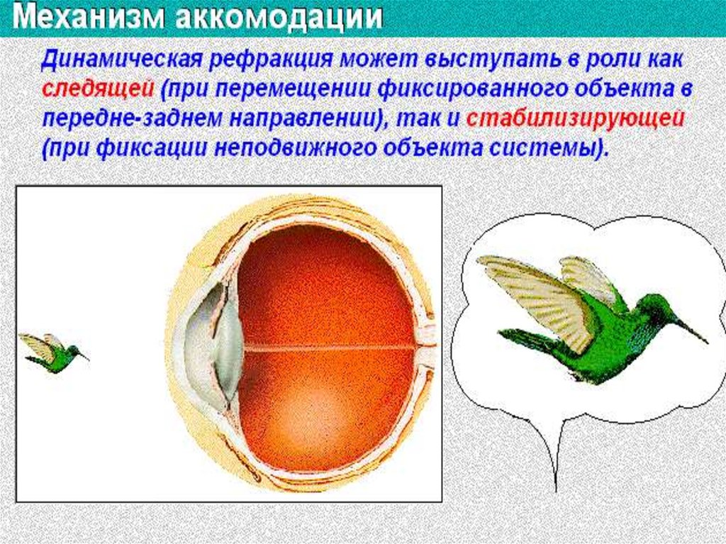 Механизм аккомодации презентация