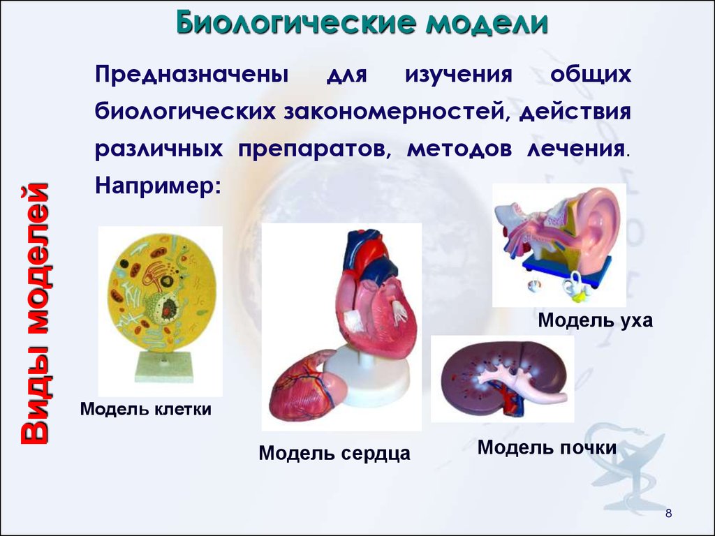 Биологическая модель. Биологические модели примеры. Моделирование в биологии примеры. Модели в биологии примеры. Метод моделирования в биологии.