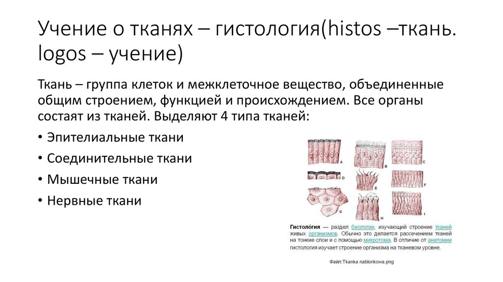 Дайте понятие ткани. Классификация тканей гистология. Общий план строения ткани гистология. Ткань определение гистология. Понятие ткани гистология.