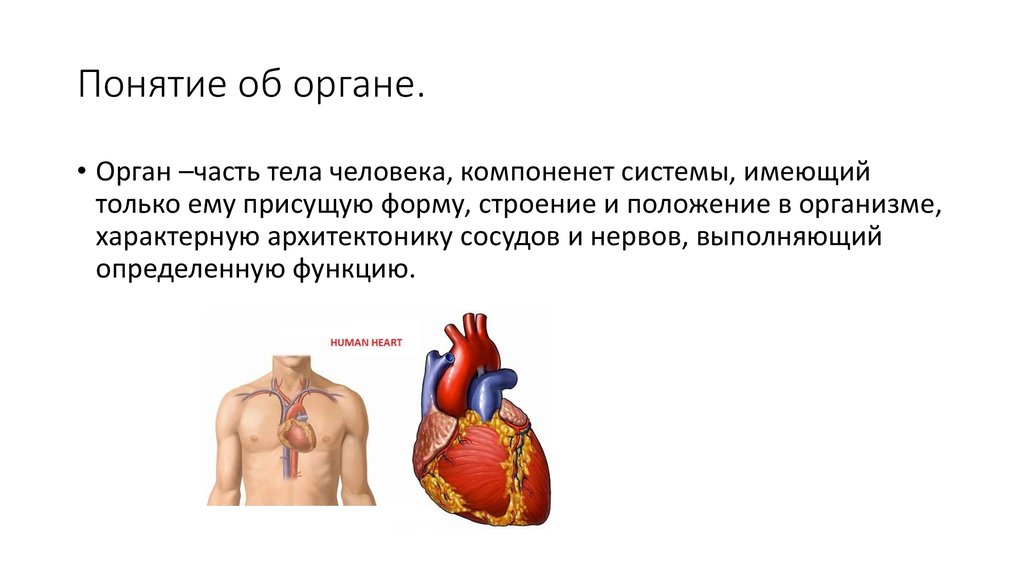 Орган это имеющая определенную форму строение. Понятие орган. Понятие системы органов. Понятие об органе и системе органов. Понятия об органах человека.