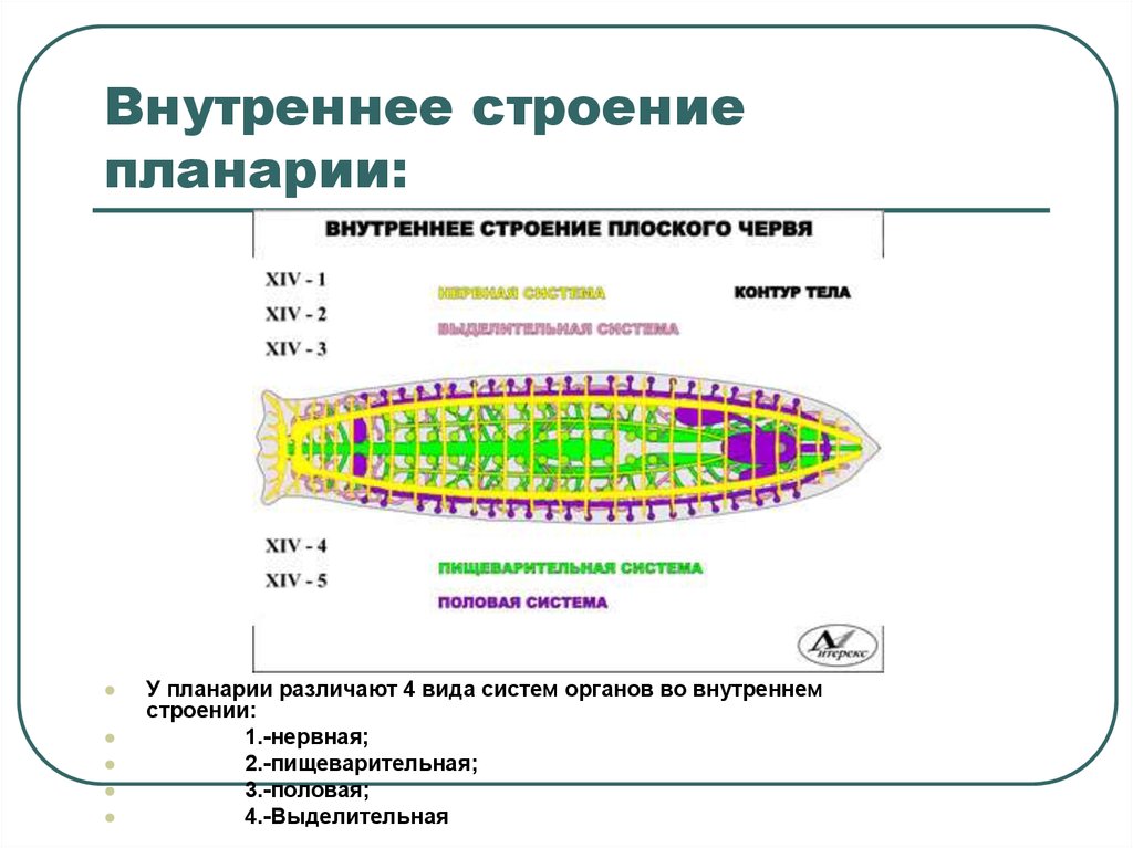 Система впервые появляется у. Система органов плоских червей 7 класс. Строение систем органов планарии. Биология система органов белой планарии. Строение планарии половая система.