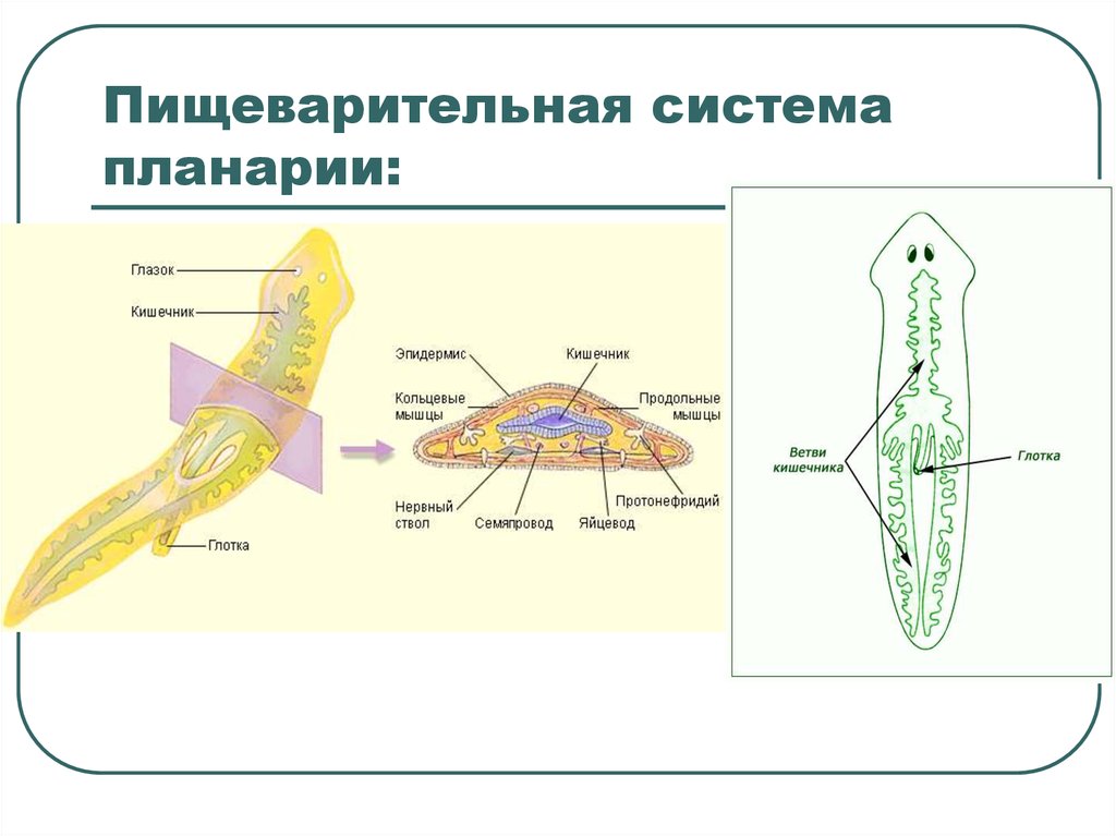 Строение планарии рисунок с подписями