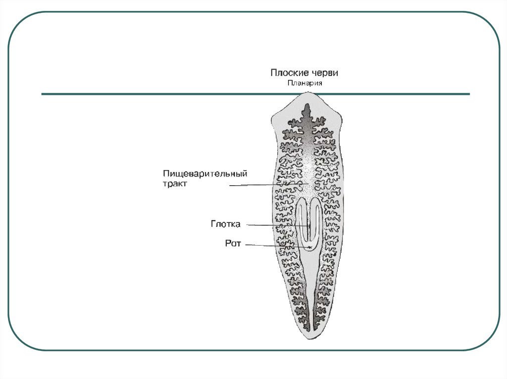 Строение плоских червей рисунок